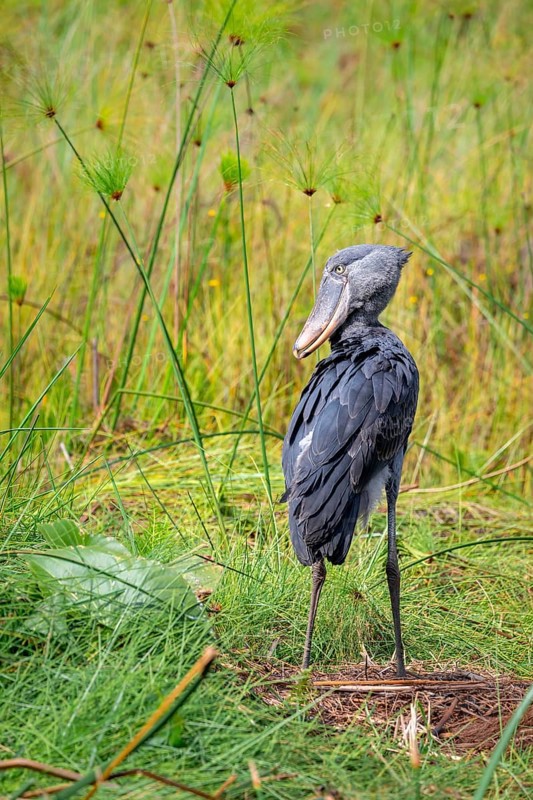 Shoebill (Balaeniceps rex), young bird standing in nest, Mabamba Swamp, Lake Victoria, Uganda