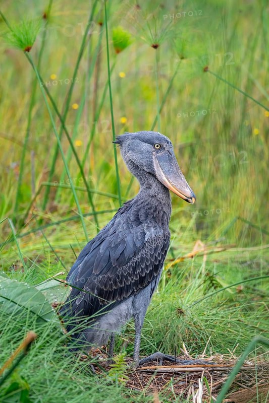 Shoebill (Balaeniceps rex), young bird kneeling in nest, Mabamba Swamp, Lake Victoria, Uganda