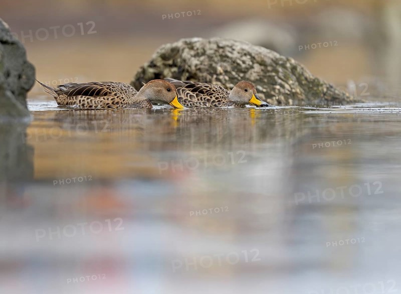 Andean duck (Anas flavirostris), Torres del Paine National Park, Patagonia, Chile, South America
