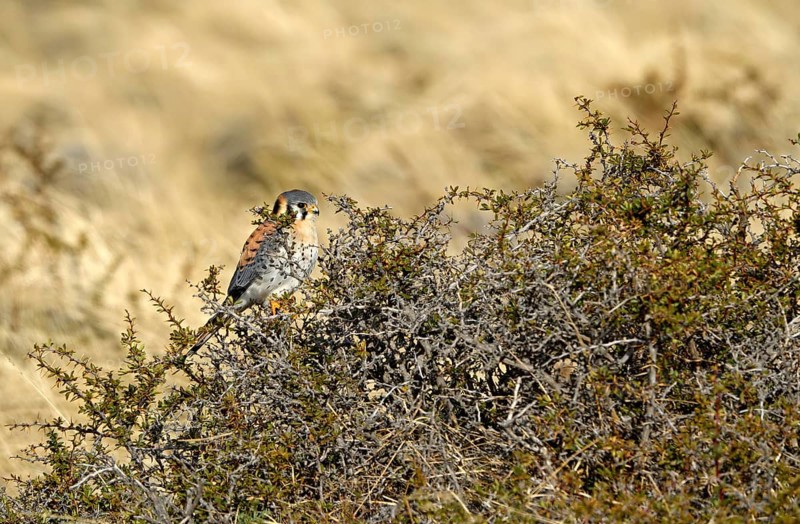 Coloured falcon (Falco sparverius), Torres del Paine National Park, Patagonia, Chile, South America