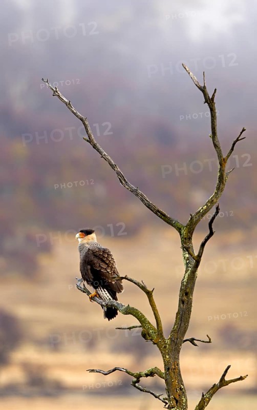 Crested caracaras (Caracara plancus), Patagonia, Chile, South America