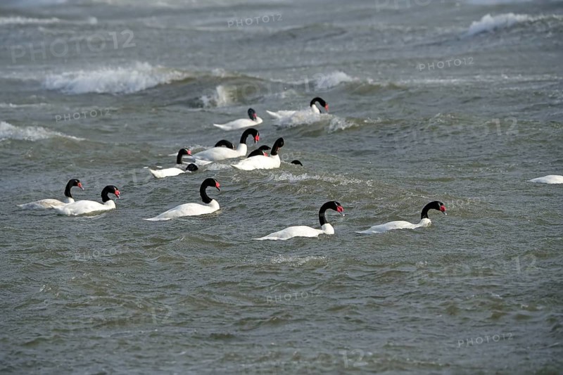 Black-necked swans (Cygnus melancoryphus), Patagonia, Chile, South America