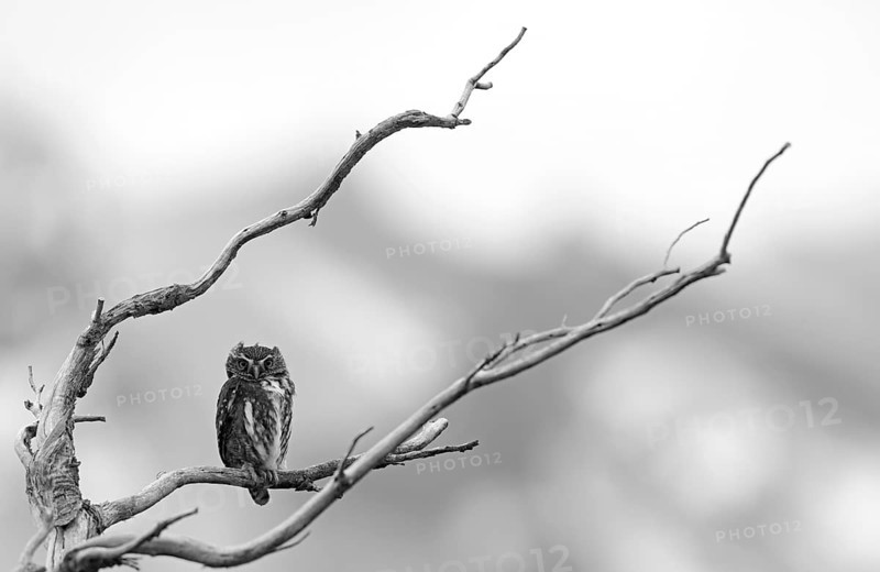 Patagonian Pygmy-owl (Glaucidium nanum), Araucanian Owl, Patagonian Pygmy-owl, Araucanian Owl, Austral Pygmy-owl (Glaucidium nana) adult, Patagonia, Chile, South America