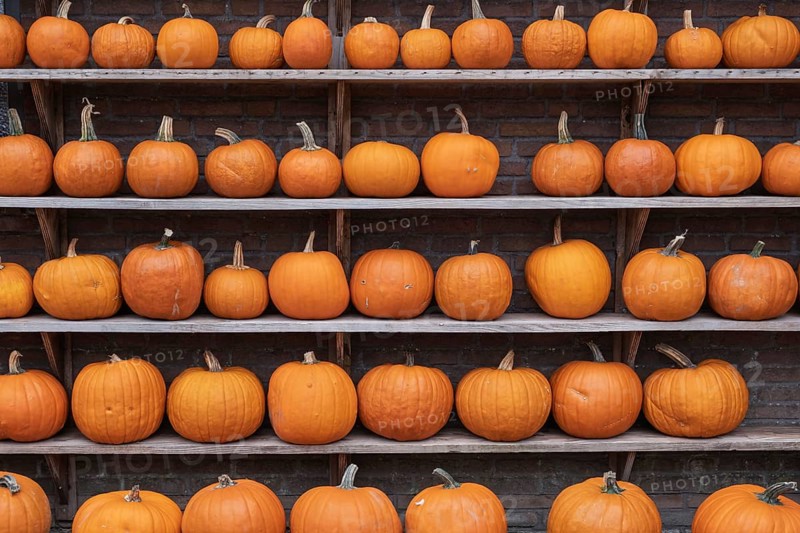 Shelf with Halloween pumpkins, Münsterland, North Rhine-Westphalia, Germany