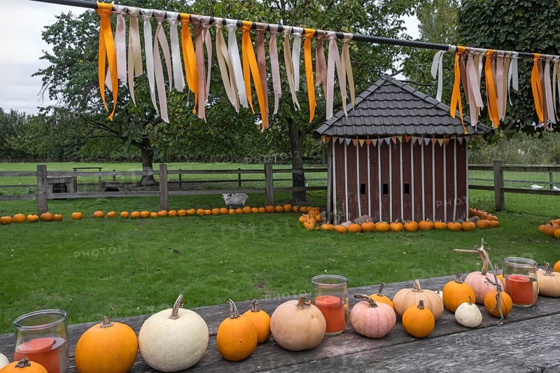 Table with pumpkins and glasses in front of a small wooden building, decorated with colourful ribbons, Münsterland, North Rhine-Westphalia, Germany