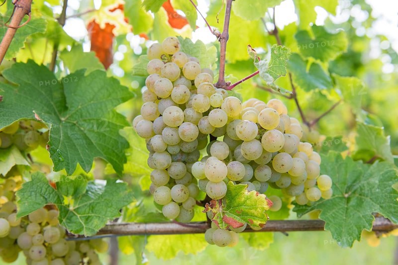 Large bunch of green grapes on the vine with fresh leaves, Riesling variety, Baden-Württemberg, Germany