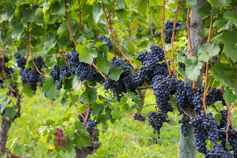 Rows of dark grapes hanging on vines in a sunny vineyard, Lemberger variety, Baden-Württemberg, Germany