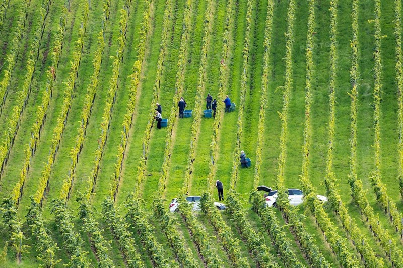 Workers harvesting in orderly rows of vines on a green slope, Baden-Württemberg, Germany