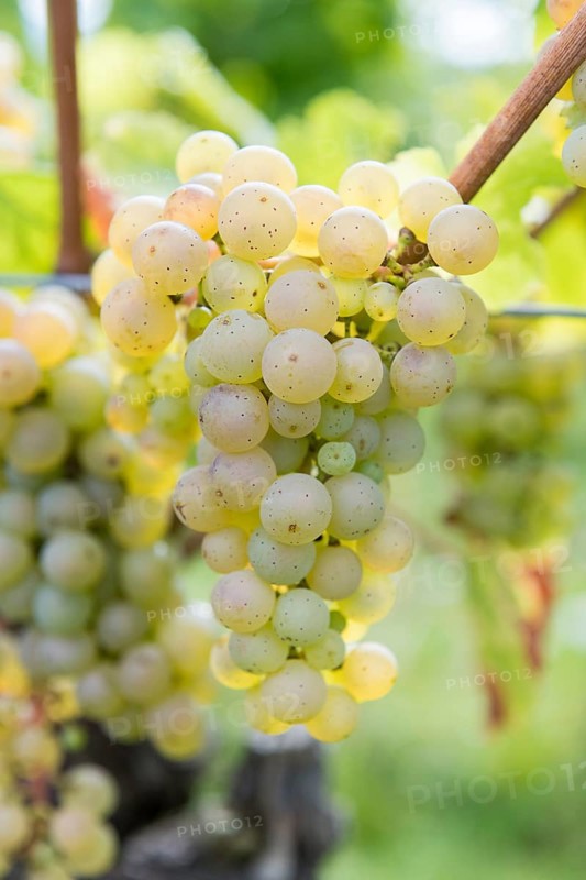 Green grapes on the vine in detail with blurred background, Riesling variety, Baden-Württemberg, Germany
