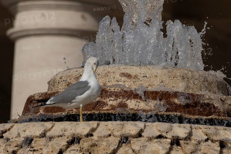 Yellow-legged gull (Larus michahellis) adult bird in a water fountain in the city, Rome, Italy