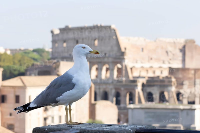 Yellow-legged gull (Larus michahellis) adult bird on an ancient city building with The Colosseum in the background, Rome, Italy