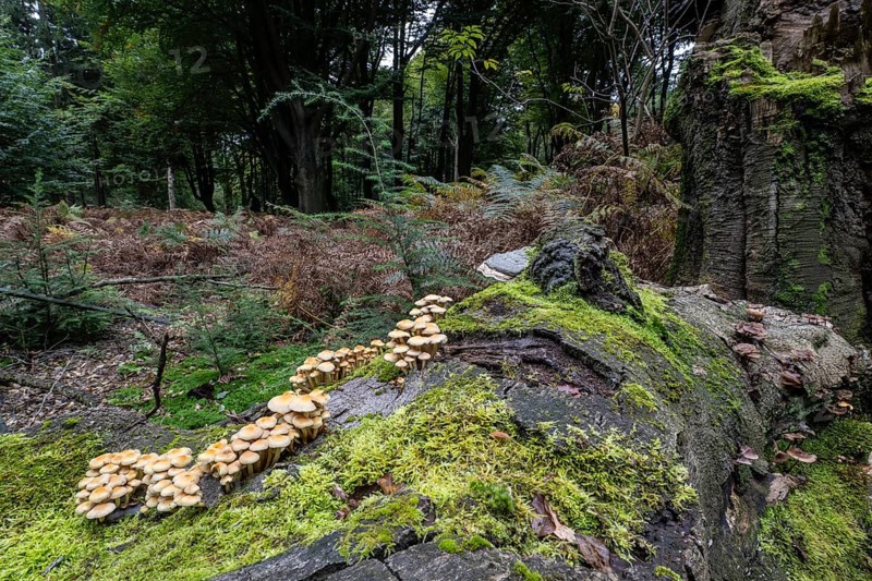 Sulphur tuft (Hypholoma fasciculare) Emsland, Lower Saxony, Germany