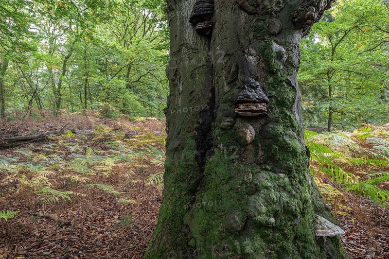 Old copper beech (Fagus sylvatica) and bracken fern (Pteridium aquifolium) infested with tinder fungus (Fomes fomentarius), Emsland, Lower Saxony, Germany