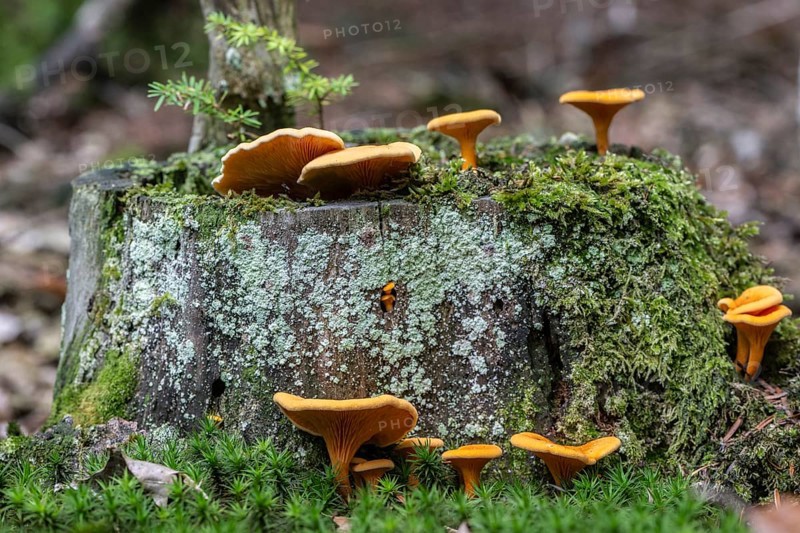 False Chanterelles (Hygrophoropsis aurantiaca), Emsland, Lower Saxony, Germany