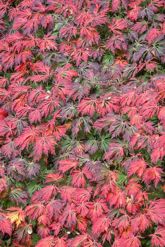 Aconite-leaved maple (Acer japonicum Aconitifolium), Emsland, Lower Saxony, Germany