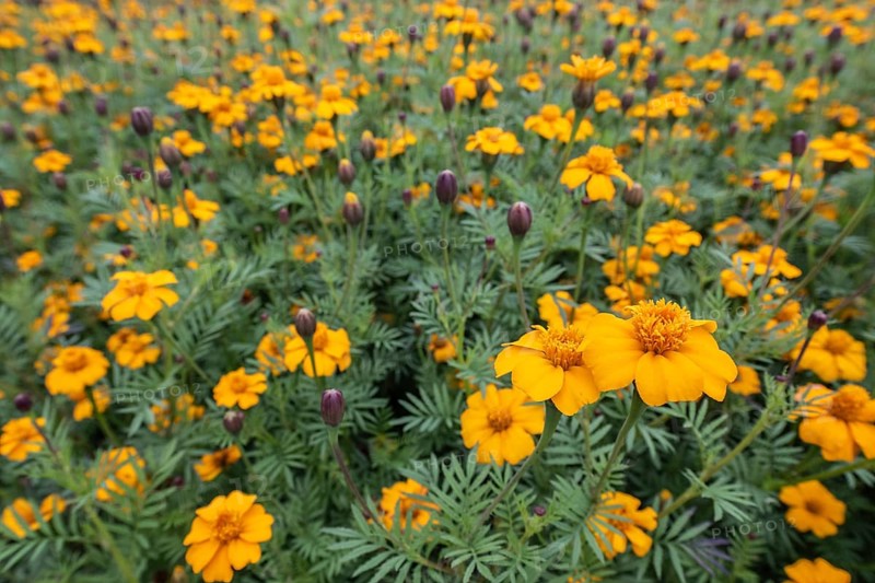 Marigolds (Tagetes), Emsland, Lower Saxony, Germany