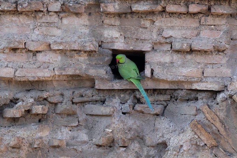 Ring-necked or Rose-ringed parakeet (Psittacula krameri) adult bird sitting in a hole in an ancient city building, Rome, Italy