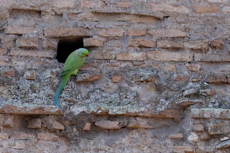 Ring-necked or Rose-ringed parakeet (Psittacula krameri) adult bird sitting by a hole in an ancient city building, Rome, Italy
