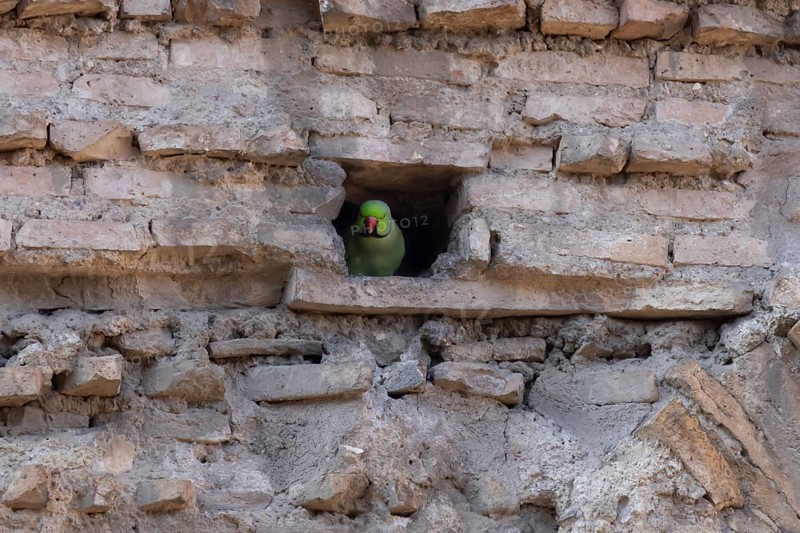 Ring-necked or Rose-ringed parakeet (Psittacula krameri) adult bird looking out of a hole in an ancient city building, Rome, Italy