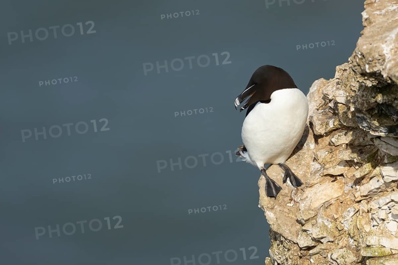 Razorbill (Alca torda) adult sea bird with its beak open calling on a cliff ledge, England, United Kingdom
