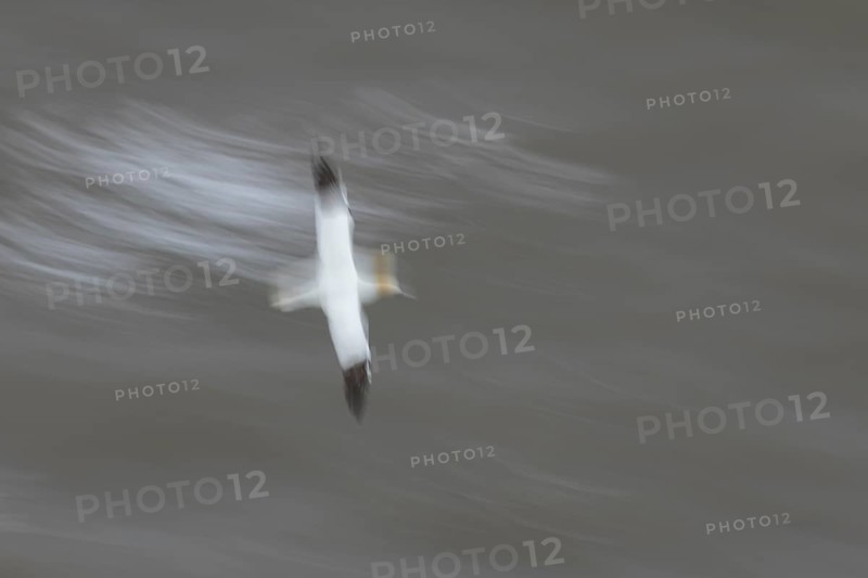 Northern gannet (Morus bassanus) adult sea bird flying - slow motion blur image, England, United Kingdom