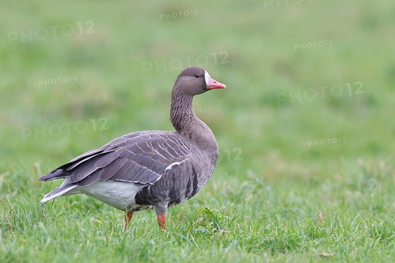 White-fronted goose (Anser albifrons), standing in a meadow in the wintering area, wildlife, Bislicher Insel nature reserve, Xanten, Lower Rhine, North Rhine-Westphalia, Germany