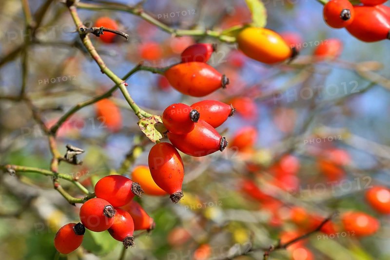 Ripe rosehip fruit of the dog rose (Rosa canina) on a branch, close-up, Wilnsdorf, North Rhine-Westphalia, Germany