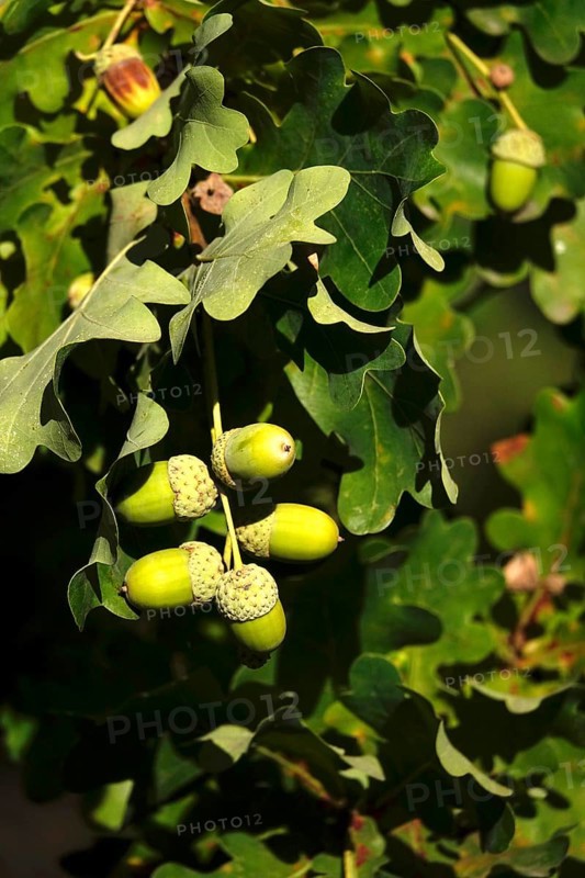 Acorns on an oak tree, late summer, Germany