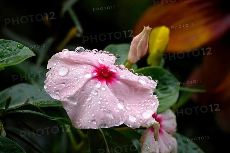 Flower with water droplets after rain in summer, Germany