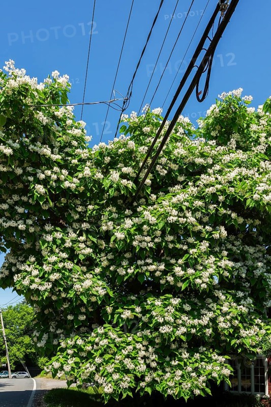 Catalpa speciosa - Northern Catalpa tree growing through residential electricity, telephone and internet distribution cables in early summer, Quebec, Canada
