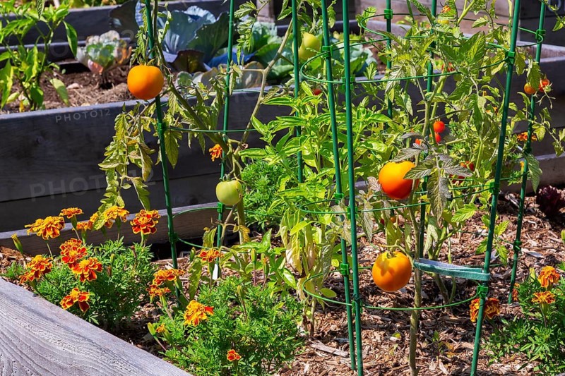 Lycopersicon esculentum - Tomato plants growing in raised wood frame garden bed in community vegetable garden in summer, Quebec, Canada