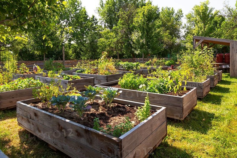 Mixed fruit, herbs and vegetable plants growing in raised wood frame garden beds in community vegetable garden in summer, Quebec, Canada