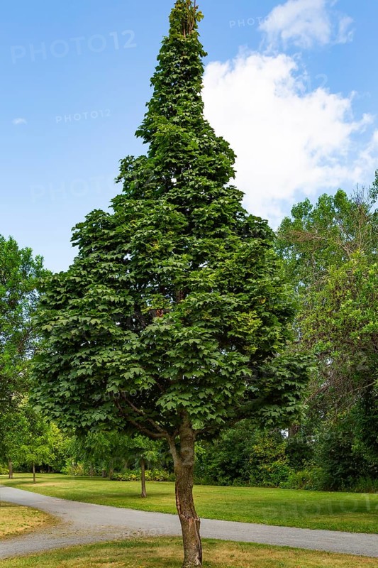 Acer platanoides 'Columnare' - Norway Maple tree in summer, Quebec, Canada