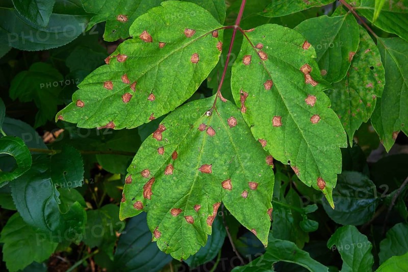 Close-up of Acer negundo tree leaves with fungal leaf spot disease in summer, Quebec, Canada
