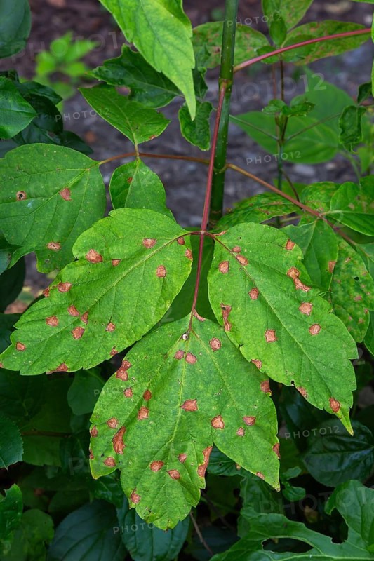 Close-up of Acer negundo tree leaves with fungal leaf spot disease in summer, Quebec, Canada