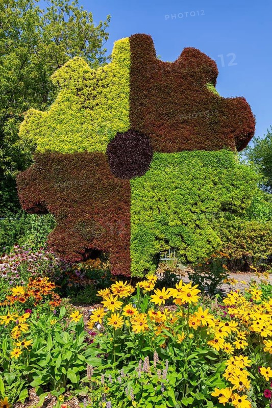 Gear sculpture made of live green, maroon and red Alternanthera plants in mixed border with yellow Rudbeckia hirta - Coneflowers in summer, Laval, Quebec, Canada