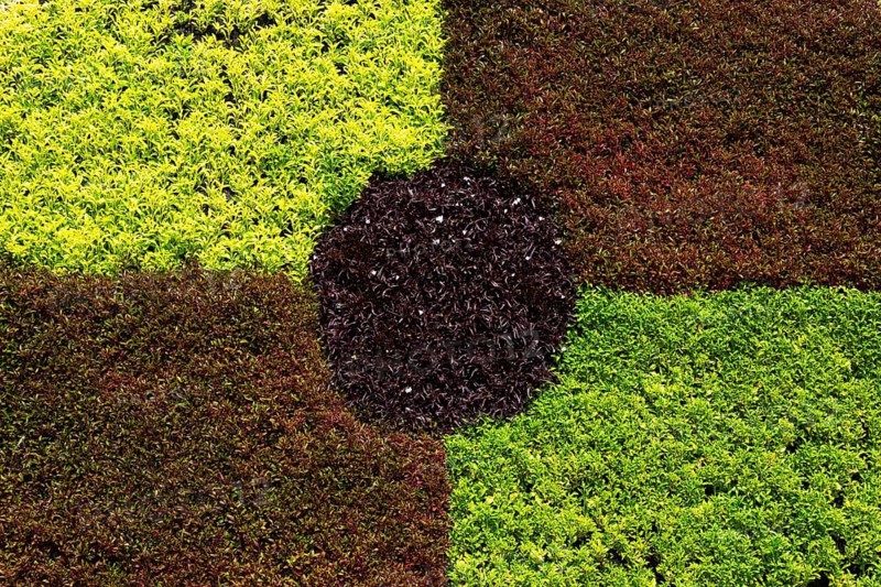 Close-up of green, maroon and red Alternanthera foliage ln live plants Gear sculpture in summer, Laval, Quebec, Canada
