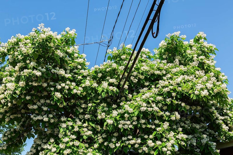 Catalpa speciosa - Northern Catalpa tree growing through residential electricity, telephone and internet distribution cables in early summer, Quebec, Canada