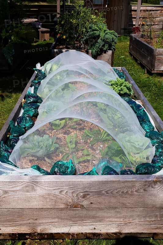 Mixed vegetable plants growing in tunnel cloche in raised wood frame garden bed in community vegetable garden in summer, Quebec, Canada