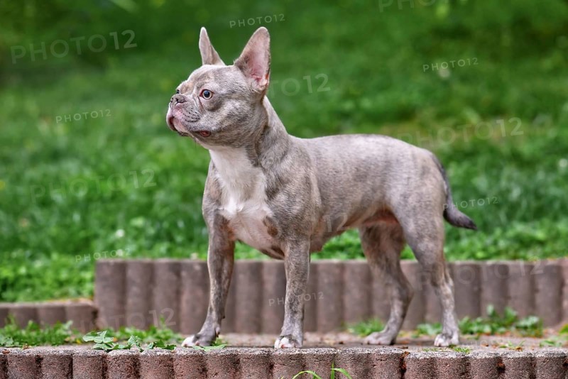Young Lilac brindle French Bulldog dog with long healthy nose and tail