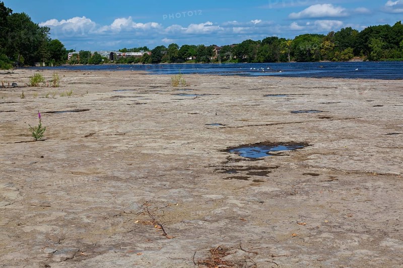 Puddle of water and mixed plants growing in dried out flat rock river bed due to lack of rainfall during hot and dry summer, Laval, Quebec, Canada