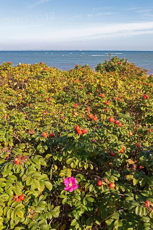 Potato rose (Rosa rugosa) on the shore of the Baltic Sea, Geltinger Birk nature reserve, Nieby, Schleswig-Holstein, Germany