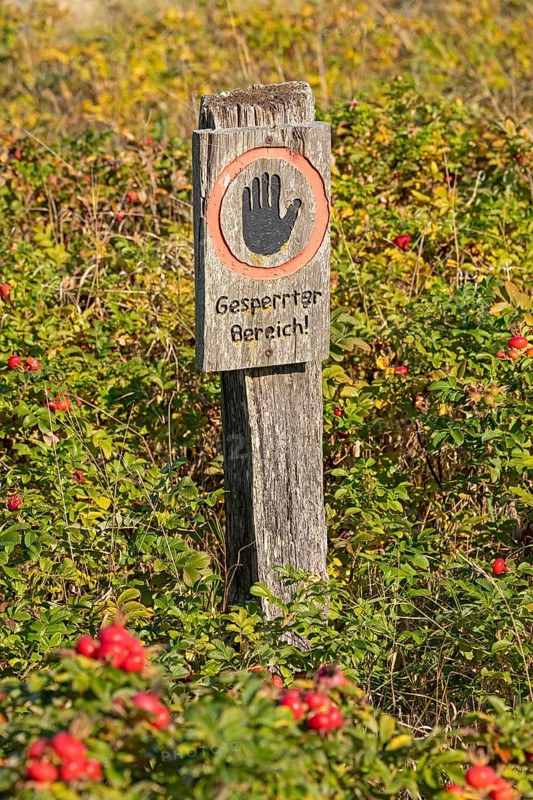 Potato rose (Rosa rugosa) on the Baltic Sea shore, closed sign, Geltinger Birk nature reserve, Nieby, Schleswig-Holstein, Germany