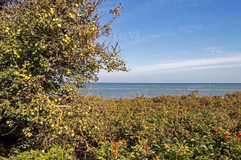 Wild apples (Malus sylvestris) and potato rose (Rosa rugosa) on the Baltic Sea shore, Geltinger Birk nature reserve, Nieby, Schleswig-Holstein, Germany