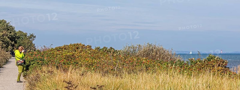 Woman photographing potato rose (Rosa rugosa) on the Baltic Sea shore, Geltinger Birk nature reserve, Nieby, Schleswig-Holstein, Germany
