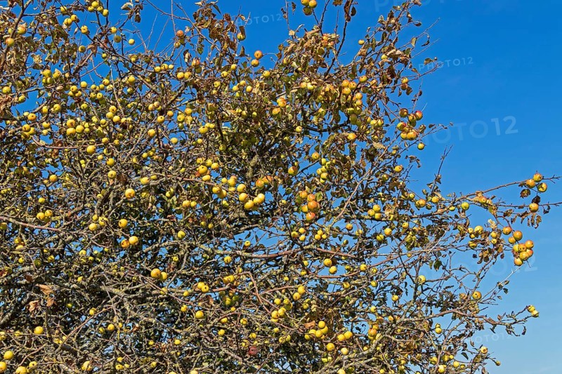 Wild apples (Malus sylvestris) on the Baltic Sea shore, Geltinger Birk nature reserve, Nieby, Schleswig-Holstein, Germany