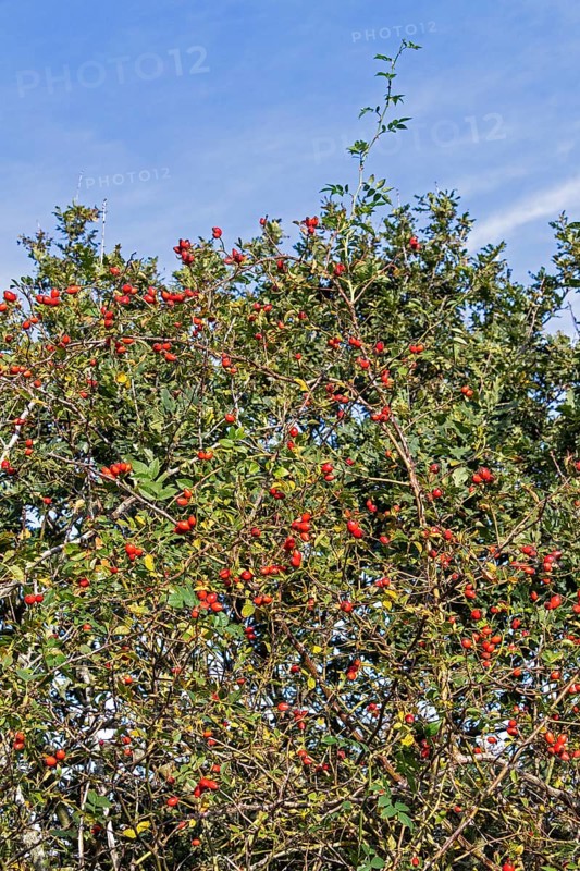 Rosehips on the Baltic Sea shore, Geltinger Birk nature reserve, Nieby, Schleswig-Holstein, Germany