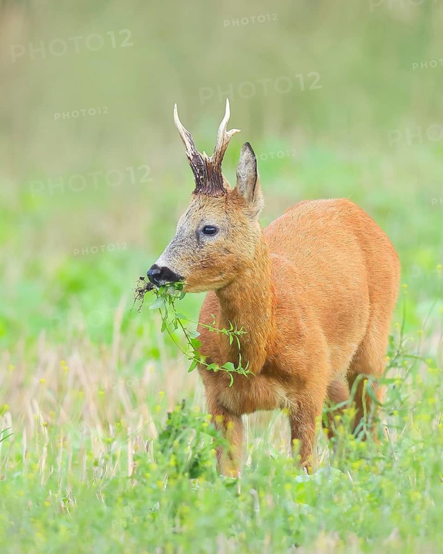 European roe deer (Capreolus capreolus), roebuck standing in harvested grain field after the rutting season, wildlife, morning light, roe deer, mammal, Baltic Sea island Fehmarn, East Holstein, Schleswig-Holstein, Germany