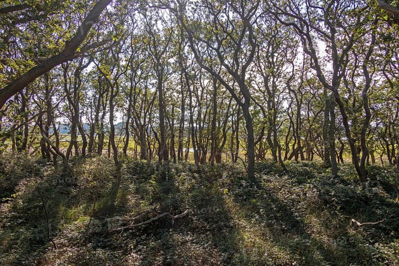Hutewald, Geltinger Birk nature reserve, Nieby, Schleswig-Holstein, Germany