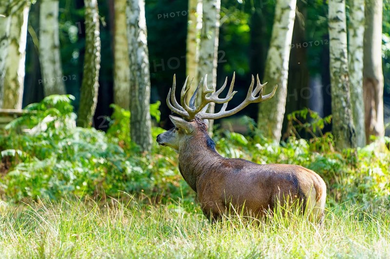 A majestic stag with large antlers stands in the green forest, surrounded by birch trees, red deer (Cervus elaphus) rutting, Germany